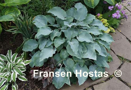 Hosta Titanium